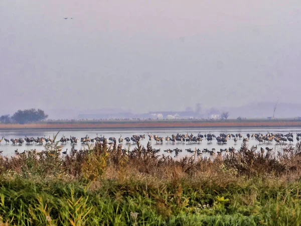 Stor Flock Flygande Greylag Goose Anser Anser Nationalparken Hortobagy Ungern — Stockfoto