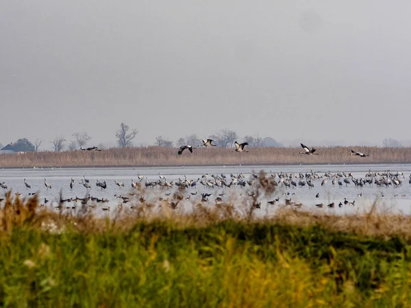 Gran Bandada Ganso Greylag Volador Anser Anser Parque Nacional Hortobagy — Foto de Stock