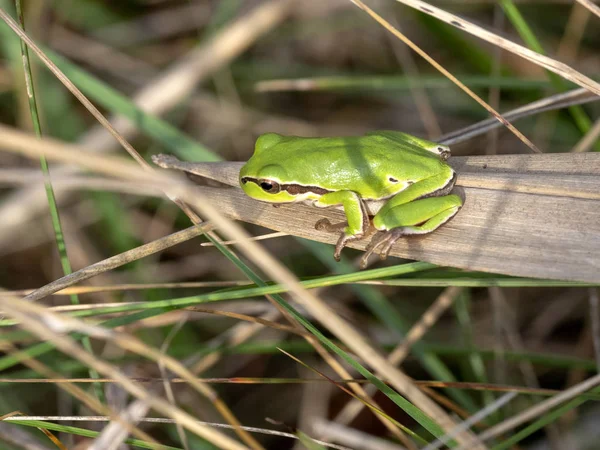 Δεντροβάτραχος Hyla Arborea Έλη Του Εθνικό Πάρκο Hortobagy Ουγγαρία — Φωτογραφία Αρχείου