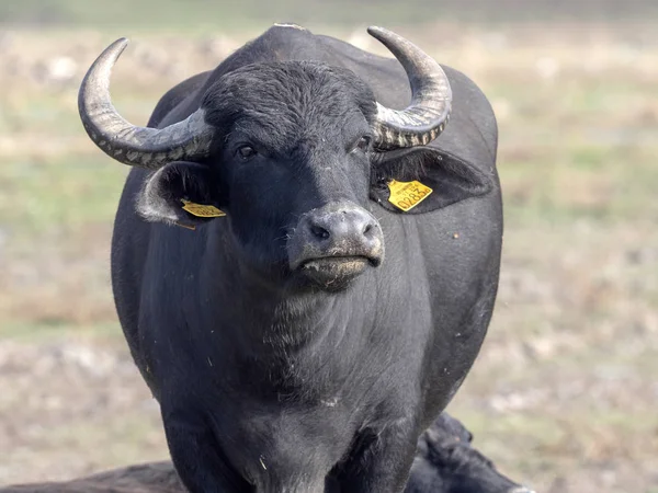 Domestic Buffalo Hortobagy National Park Hungary — Stock Photo, Image