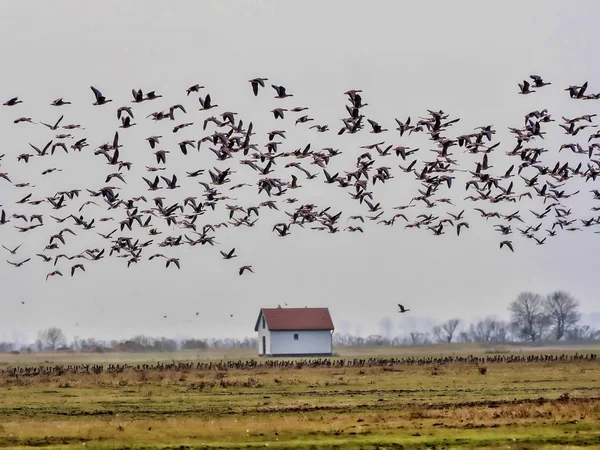 Δεντροβάτραχος Hyla Arborea Έλη Του Εθνικό Πάρκο Hortobagy Ουγγαρία — Φωτογραφία Αρχείου