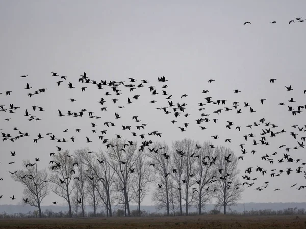 Rana Arborea Europea Hyla Arborea Paludi Del Parco Nazionale Hortobagy — Foto Stock