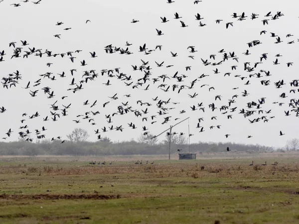 Δεντροβάτραχος Hyla Arborea Έλη Του Εθνικό Πάρκο Hortobagy Ουγγαρία — Φωτογραφία Αρχείου