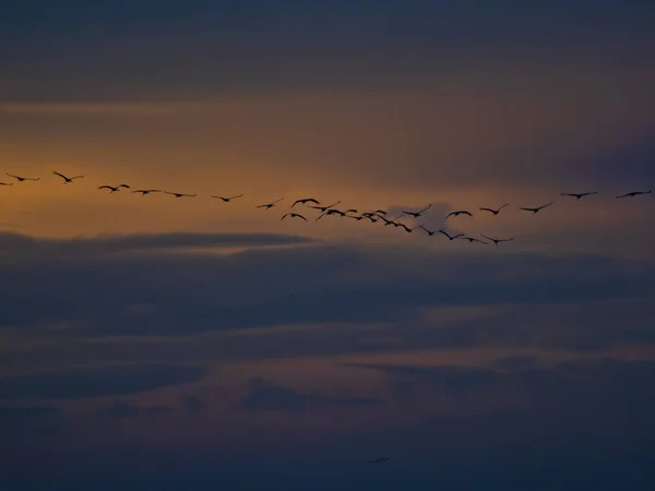 Δεντροβάτραχος Hyla Arborea Έλη Του Εθνικό Πάρκο Hortobagy Ουγγαρία — Φωτογραφία Αρχείου