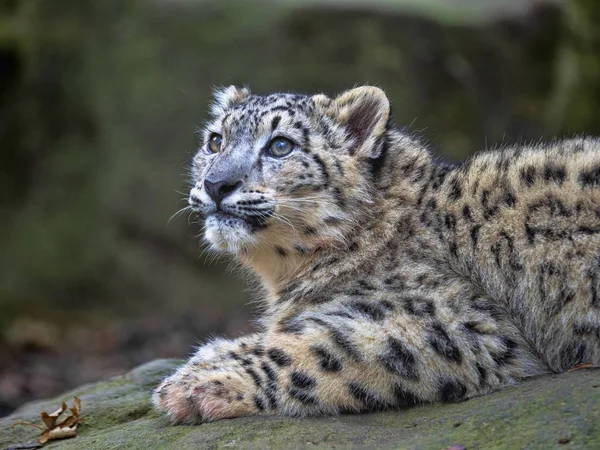 Young Snow Leopard Uncia Ounce Looks — Stock Photo, Image