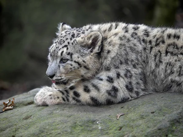 Joven Leopardo Nieve Uncia Ounce Mira Alrededor — Foto de Stock