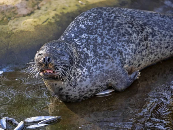 Gemeiner Seehund Phoca Vitulina Liegt Ufer — Stockfoto