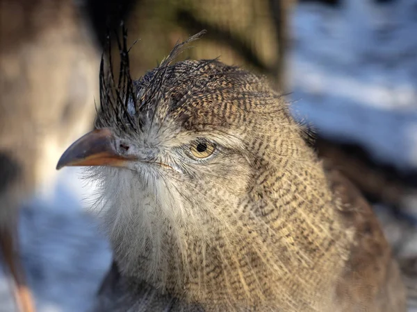 Portrait Red Legged Seriema Cariama Cristata — Stock Photo, Image