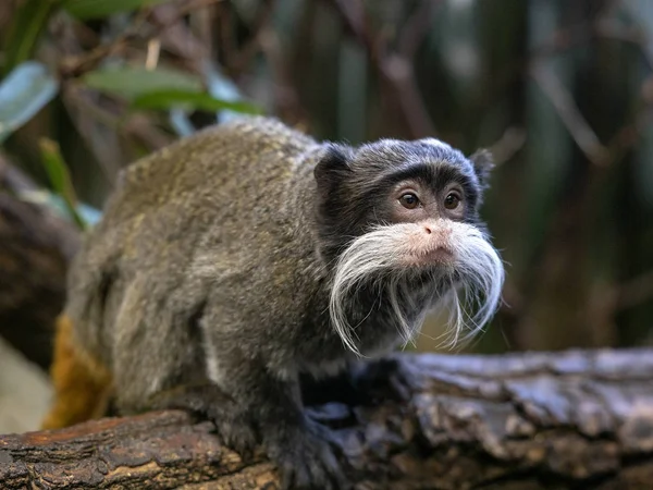 Imperador Tamarin Saguinus Imperator Subgrisescens Sentado Ramo — Fotografia de Stock