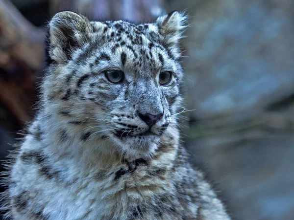 Young Snow Leopard Uncia Ounce Looks — Stock Photo, Image