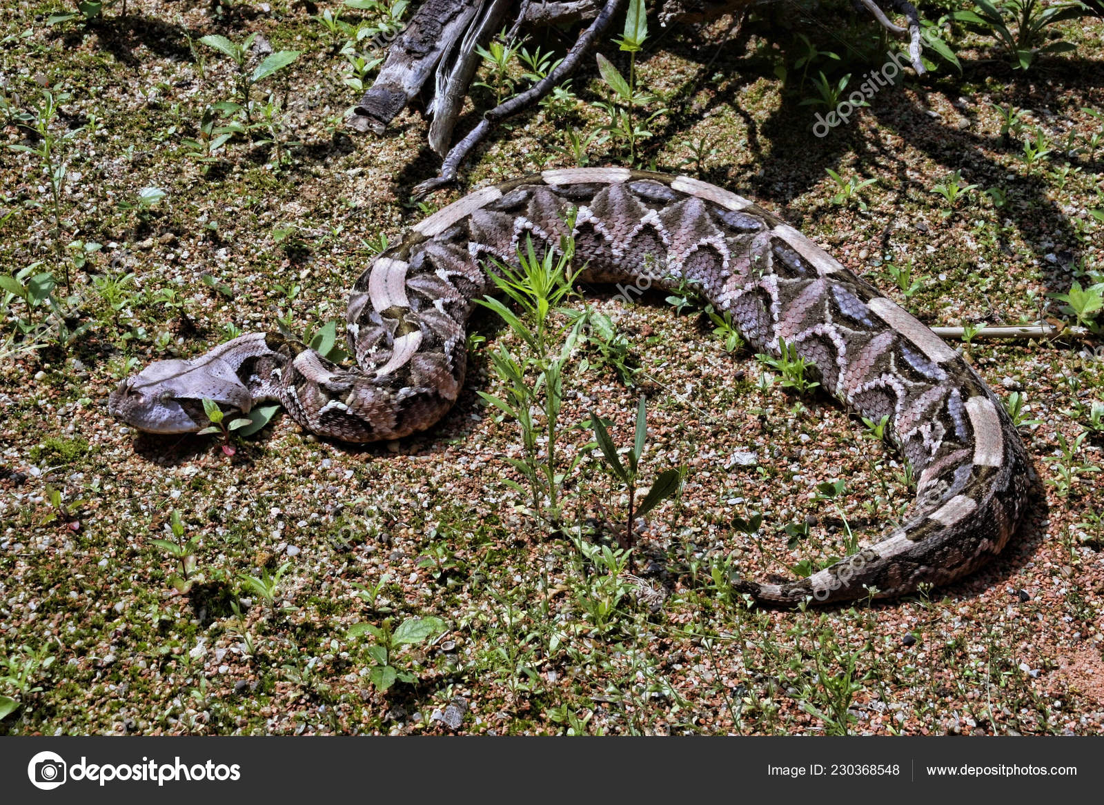 Gaboon Viper Bitis Gabonica Rhinoceros Largest Poisonous Snakes Stock gaboon-viper-bitis-gabonica-rhinoceros-largest-poisonous-snakes-stock