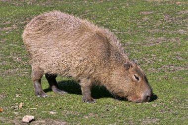Capibara, Hydrochoerus hydrochaeris, mera