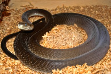 Black mamba, Dendroaspis polylepis, is one of the most feared snakes clipart
