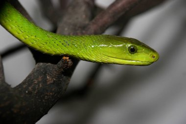 Yeşil mamba, Dendroaspis viridis portresi