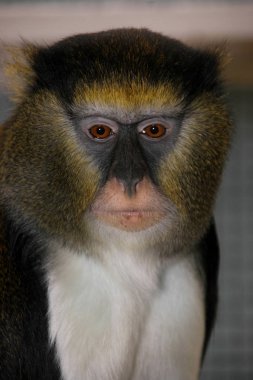 Portrait of male Campbell's monkey, Cercopithecus campbelli clipart