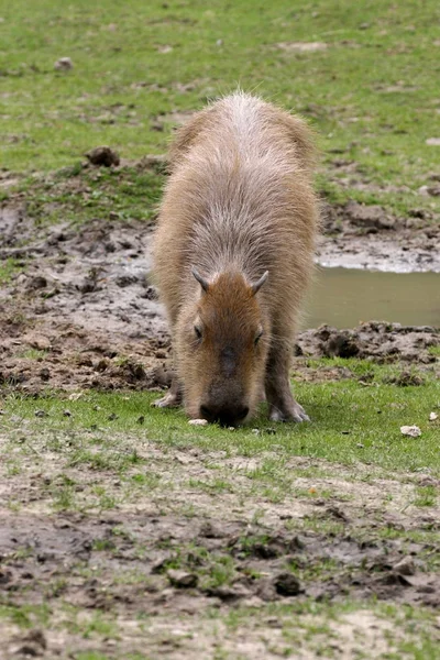 Kapibara Hydrochoerus Hydrochaeris Pastwiska — Zdjęcie stockowe