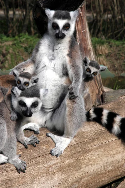 Ringelschwanzmaki Lemurenkatze Die Gruppe Wird Der Sonne Erhitzt — Stockfoto