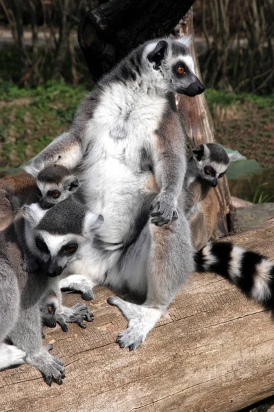 Gyűrűsfarkú Maki Lemur Catta Csoport Fűtik Napsütésben — Stock Fotó