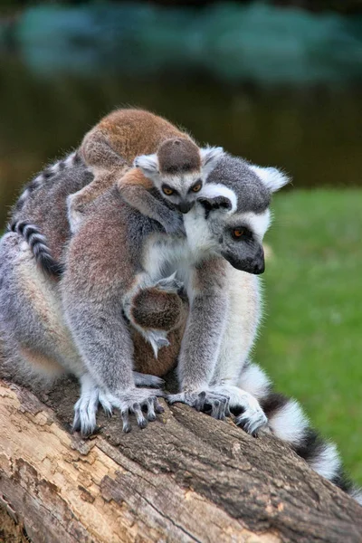 Ogoniasty Lemur Lemur Catta Grupa Jest Podgrzewany Słońcu — Zdjęcie stockowe