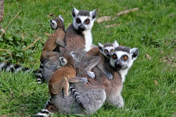 Lemur Cauda Anelada Lemur Catta Grupo Aquecido Sol — Fotografia de Stock