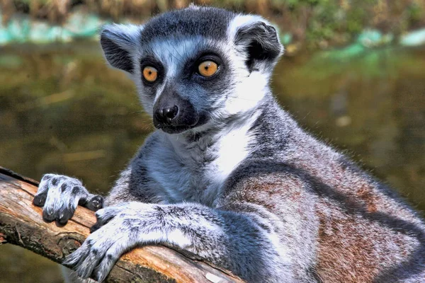 Ringelschwanzmaki Lemurenkatze Heizt Der Sonne — Stockfoto