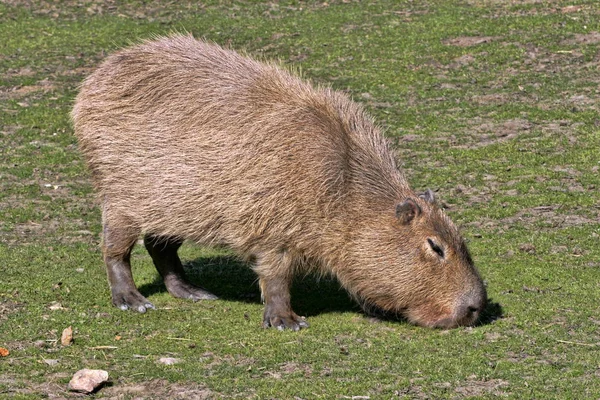 Kapibara Hydrochoerus Hydrochaeris Pastwiska — Zdjęcie stockowe