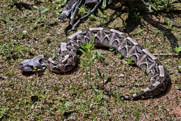 Gaboon Vipera Bitis Gabonica Orrszarvú Egyike Legnagyobb Mérges Kígyók — Stock Fotó
