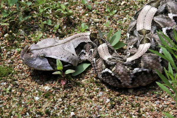 Gaboon Engerek Bitiş Gabonica Gergedan Büyük Zehirli Yılanlar Arasında Olduğunu — Stok fotoğraf