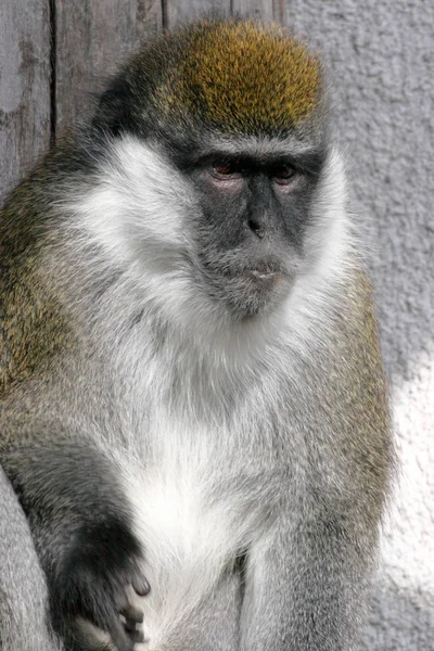 Bale Mountains vervet, Cercopithecus djamdjamensis, é um macaco raro — Fotografia de Stock