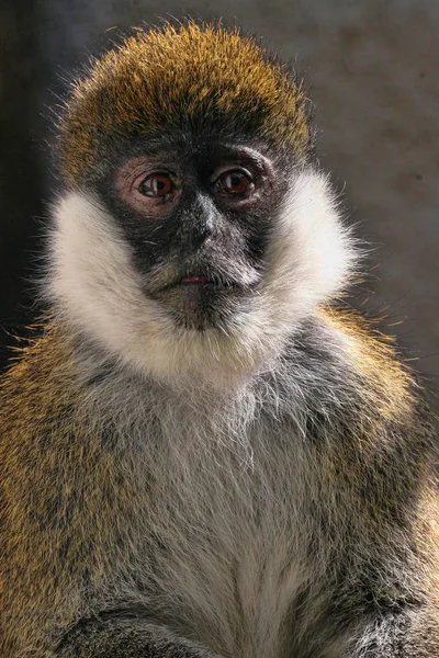 Μπέιλ Βουνά Vervet Cercopithecus Djamdjamensis Είναι Μια Σπάνια Μαϊμού — Φωτογραφία Αρχείου