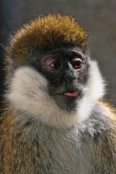 Bale Mountains Vervet Cercopithecus Djamdjamensis Mono Raro — Foto de Stock