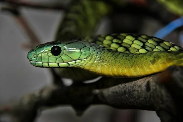 ジェイムソンのマンバ Dendroaspis Jamesoni は恐ろしい蛇の一つです — ストック写真