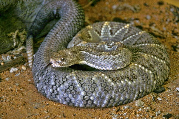 아루바 방울뱀 Unicolor Crotalus는 — 스톡 사진