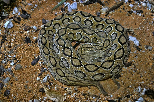 Russell Viper Vipera Russelii Russelii Very Dangerous — Stock Photo, Image