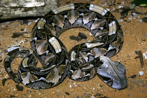 Gabunenotter Bitis Gabonica Gehört Den Größten Giftschlangen — Stockfoto