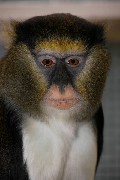 Πορτρέτο Του Monkey Αρσενικό Campbell Cercopithecus Campbelli — Φωτογραφία Αρχείου