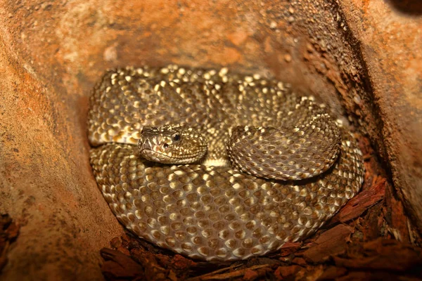 Uracoan Rattlesnake Crotalus Vegrandis Brightly Colored — Stock Photo, Image