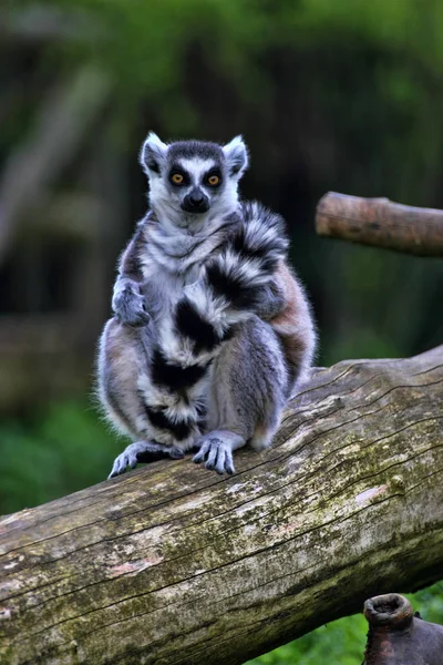 Ring Tailed Lemur Lemur Catta Värmer Solen Stockfoto