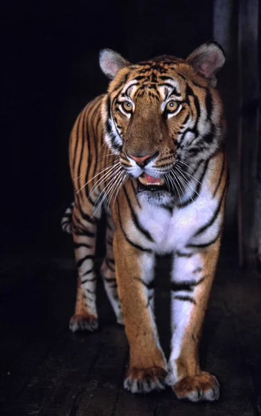 The most precious tiger, the South China tiger Panthera tigris amoyensis
