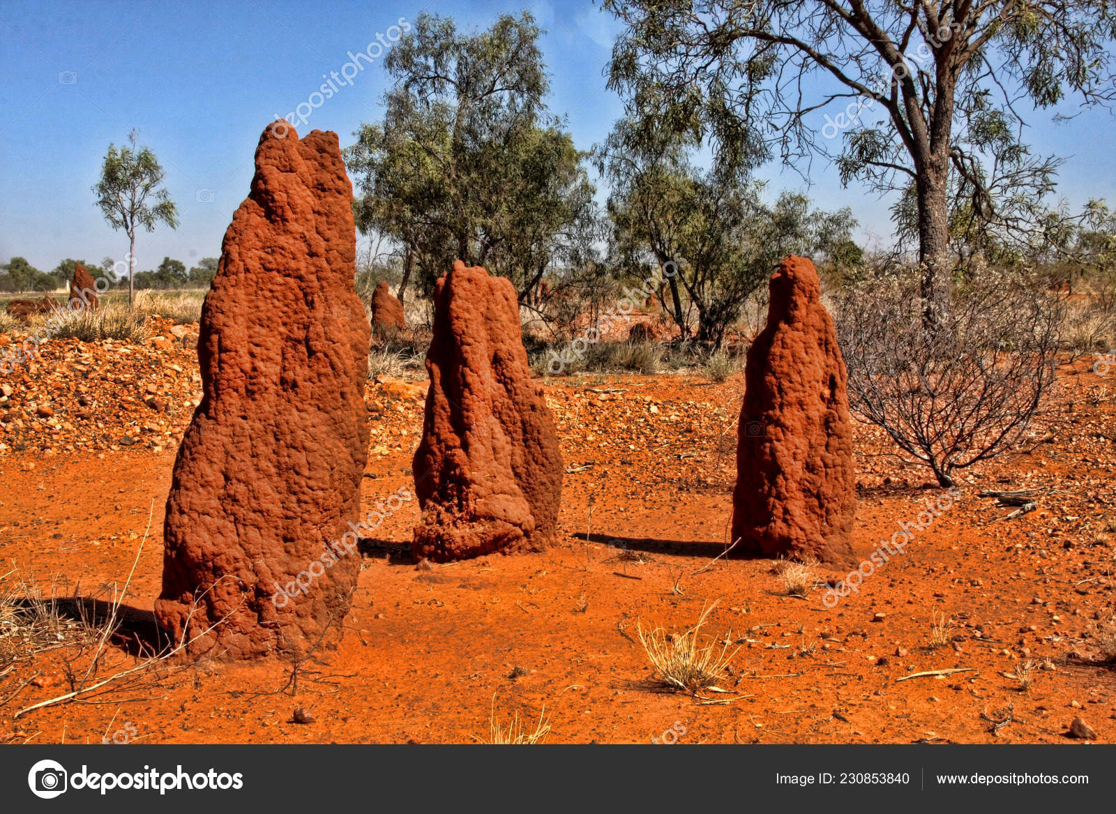 Large Group Termites Northeastern Australia Stock Photo By C Jirousek Zoo Foto Cz