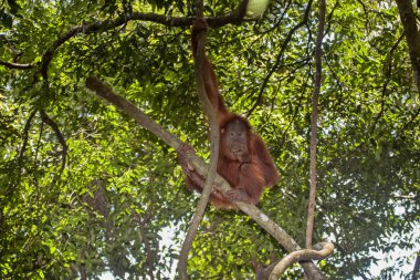 Sumatra Orangutan, Pongo abelii, incir ağacı ağaç üzerinde beslenir.