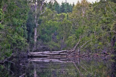 Ormanlar tatlı su gölleri, Fraser Island, Avustralya