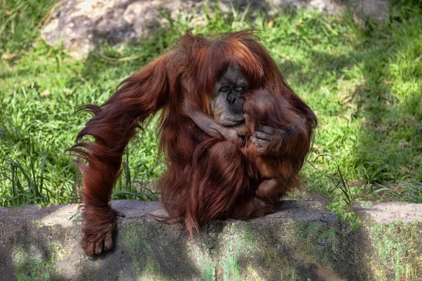 Προσεκτικός Μητέρα Φροντίζει Τους Νέους Sumatran Οραγγουτάγγος Pongo Abelii — Φωτογραφία Αρχείου