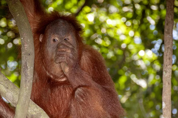 Orangutan Sumaterský Pongo Abelii Živí Fíkovník Stromě — Stock fotografie