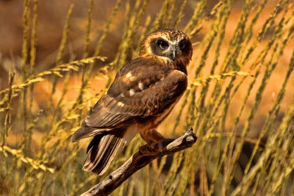 Australian Owlet Nightjar Aegotheles Cristatus Seduta Una Filiale Australia — Foto Stock