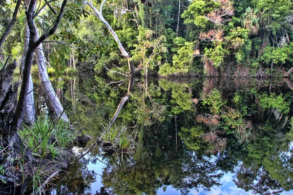 Florestas Lagos Água Doce Fraser Island Austrália — Fotografia de Stock