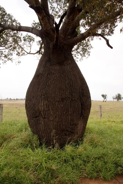 Árvore Garrafa Única Austrália Ocidental — Fotografia de Stock