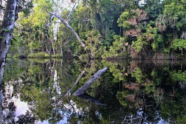 澳大利亚弗雷泽岛森林淡水湖 — 图库照片
