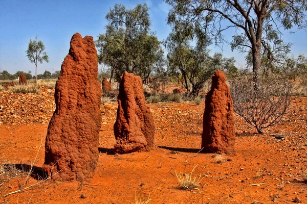 Termitler kuzeydoğu Avustralya'da büyük grup