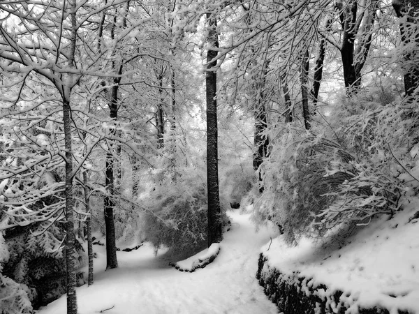 Beyaz Bonus Üzerinde Bohemian Moravyalı Highlands Çek Cumhuriyeti — Stok fotoğraf